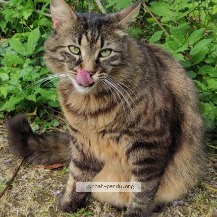 Photo 1/1 Elio Chat lost in Bazouges la perouse