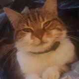 Picture of cat lost at Villers Cotterets