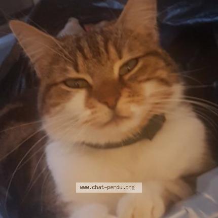 Photo 1/1 Moumoune Chat lost in Villers cotterets