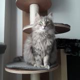 Picture of cat lost at Grenoble