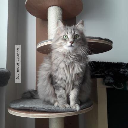 Photo 1/1 Loupiote Chat lost in Grenoble