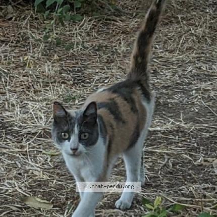 Photo 1/2 SAYURI Chat lost in Vitrolles