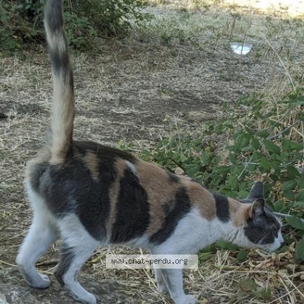 Photo 2/2 SAYURI Chat lost in Vitrolles