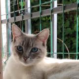 Picture of cat lost at Barzan