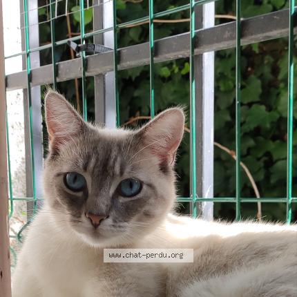 Photo 1/1 Nedle Chat lost in Barzan