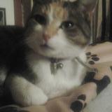 Picture of cat lost at Aubergenville