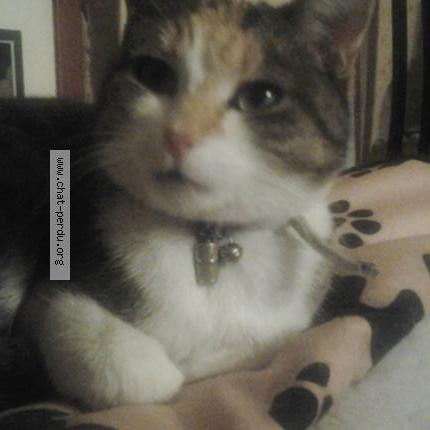 Photo 1/1 PASTILLE Chat lost in Aubergenville