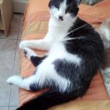 Picture of cat lost at Plouarzel