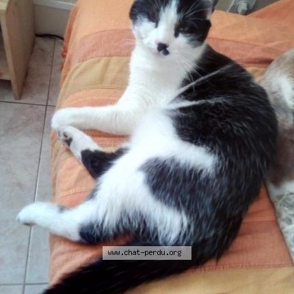 Photo 1/1 Figaro Chat lost in Plouarzel