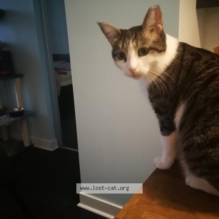 lost cat scarborough