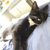 Picture of cat found at Berlin