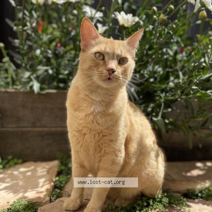 #553079 Whiskers lost cat in SANTA CRUZ - Lost Cat United ... Please, if you are downloading any of…