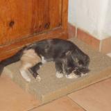 Picture of cat lost at Saint Augustin