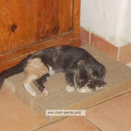 Photo 1/1 &eacute;pona Chat lost in Saint augustin