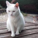 Picture of cat lost at Valleiry