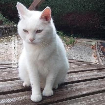 Photo 1/1 Lapin Chat lost in Valleiry