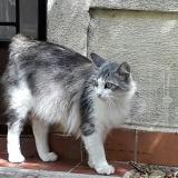 Picture of cat lost at Bandol