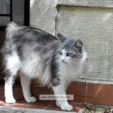 Photo 1/1 Sam Chat lost in Bandol