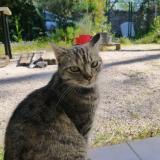 Picture of cat lost at Montpellier