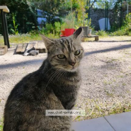 Photo 1/1 Ticha Chat lost in Montpellier