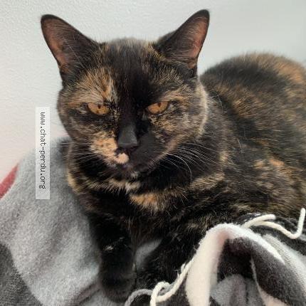 Photo 1/1 Minette Chat lost in Sainte adele