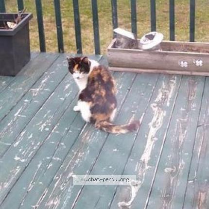 Hermione Lost Cat In Laval Lost Cat Canada