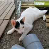 Picture of cat lost at Barbentane