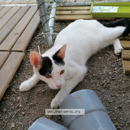 Photo 1/1 Yoshi Chat lost in Barbentane