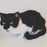 Picture of cat lost at Lagord