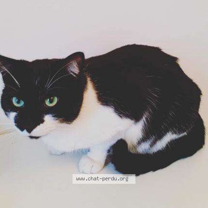 Photo 1/1 Figaro Chat lost in Lagord