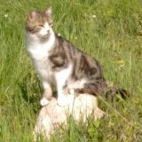 Picture of cat lost at La Celle Sous Chantemerle