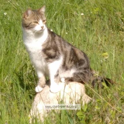 Photo 1/1 MISTIGRIS dit MISTY Chat lost in La celle sous chantemerle