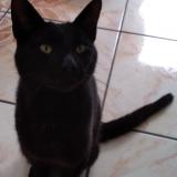 Picture of cat lost at Muirancourt