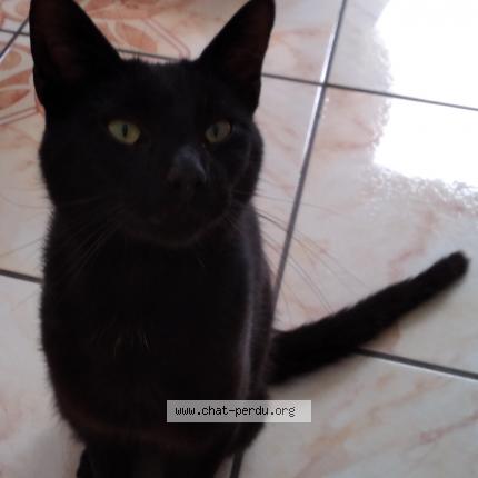 Photo 1/1 Berlioz Chat lost in Muirancourt