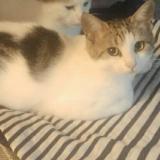 Picture of cat lost at Plouezec