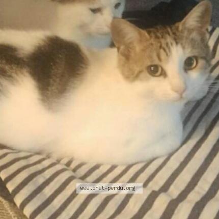 Photo 1/1 Mimi Chat lost in Plouezec