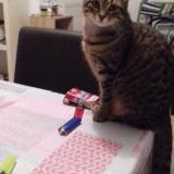 Picture of cat lost at Perigueux