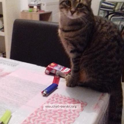 Photo 1/2 Pussy Chat lost in Perigueux