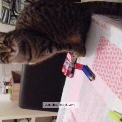 Photo 2/2 Pussy Chat lost in Perigueux