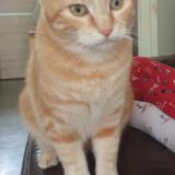 Picture of cat lost at Lucenay