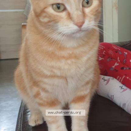 Photo 1/1 Mickael Chat lost in Lucenay