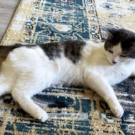 Rubab Shafiq Lost Cat In Edmonton Lost Cat Canada Rubab Shafiq Lost Cat In Edmonton Lost Cat Canada