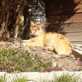 Picture of cat lost at Maurepas