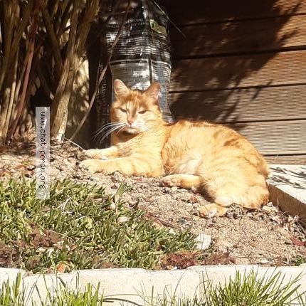 Photo 1/1 Oscar Chat lost in Maurepas