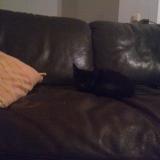 Picture of cat found at Bad Honnef