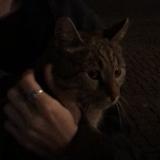 Picture of cat found at Berlin