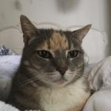 Picture of cat lost at Kelvin Grove