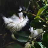 Picture of cat found at Maylands