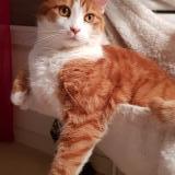 Picture of cat lost at Doingt Flamicourt