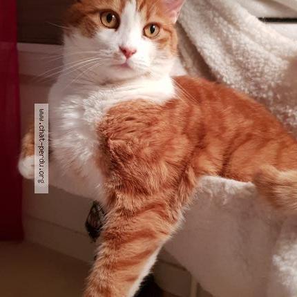 Photo 1/1 Haribo Chat lost in Doingt flamicourt